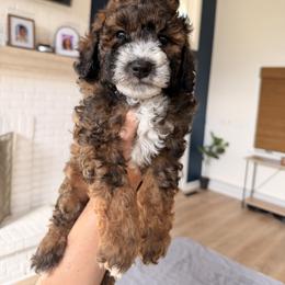 Chocolate - Grizzle and white male Sheepadoodle puppy in North Royalton, Ohio from Johnson's Doodles