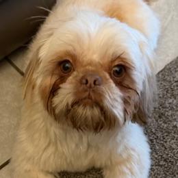 Shih Tzus from Maizy Mae's Moose Nuggets