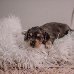 Boy 5 - Dapple male Dachshund puppy in Knox City, Missouri from Brittney's Dachshunds