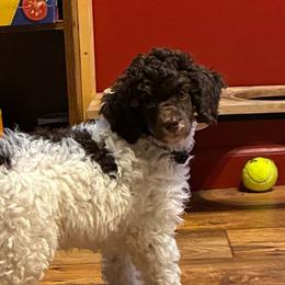 Blue Collar - Brown male Poodle puppy in Huntsville, Alabama from Flint River Poodles