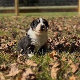 Ike - Black tri-color male Australian Shepherd puppy in Morrow, Ohio from OakHaven Acres Aussies
