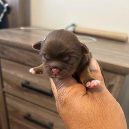 Male 2 - Chocolate male Shih Tzu puppy in Kissimmee, Florida from Bebe AKC Puppies
