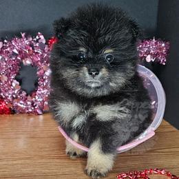 Pepper's I Bet My Life - Black and tan male Pomeranian puppy in Plant City, Florida from Pepper's Pomeranians