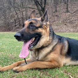 Zero - German Shepherd