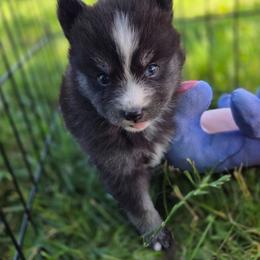 Winslow - Tri-color female Pomsky puppy in Mc Callsburg, Iowa from SZ Rolling Acres LLC