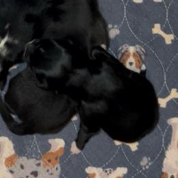 Black Tri 2 - Black tri-color male Australian Shepherd puppy in Piedmont, Oklahoma from HeartDriven Aussies