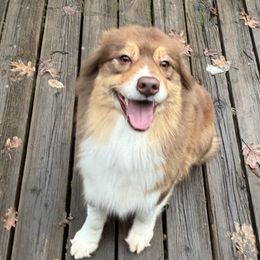 Australian Shepherds from Little Elder Creek Australian Shepherds