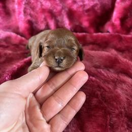 Mahogany - Red female Cavapoo puppy in Knoxville, Tennessee from Rocky Top Cavapoos