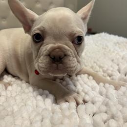 Red collar girl - Cream female French Bulldog puppy in Union City, Tennessee from West Tennesse Frenchies