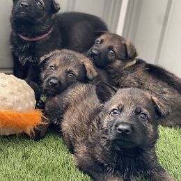 German Shepherd Puppies from Fürstenpalast German Shepherds