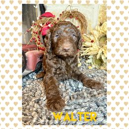 Goldendoodle Puppies from Fire Wife Doodles