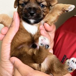Shorkie Puppies from Shorkie Land