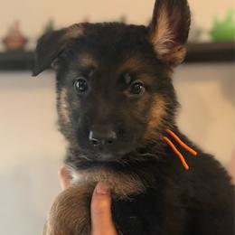 Odin - Black and tan male German Shepherd puppy in Florida from Best Shepherds