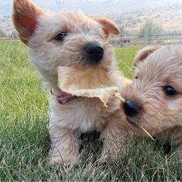 Rosemary - Wheaten female Scottish Terrier puppy in Oak Harbor, Washington from Nicole's Scottish Terriers