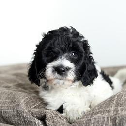 Blue - Black male Australian Labradoodle puppy in Williamstown, New York from Lewis Manor Labradoodles