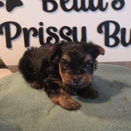 Noah - Black and gold male Yorkshire Terrier puppy in Clermont, Florida from Bella's Prissy Butts