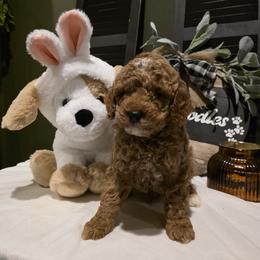 Bernedoodle, Goldendoodle, and Poodle Puppies from 4goldendoodles