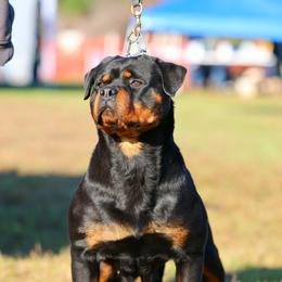 Donna - Rottweiler