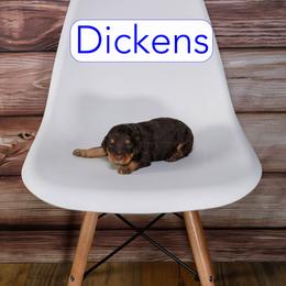 Dickens - Phantom male Goldendoodle puppy in Calhoun, Georgia from Happy Top Doodles
