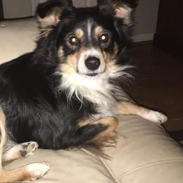 Miniature Australian Shepherds and Toy Australian Shepherds from Lowery’s Little Aussies