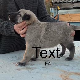 Female 4 - Fawn female Anatolian Shepherd Dog puppy in Daggett, Michigan from T&S Anatolians