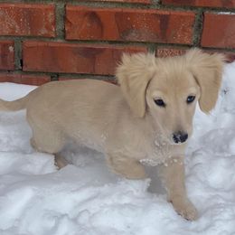 Dachshund Puppies from Haven Ridge Doxies