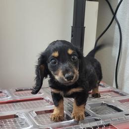 Black and cream brindle - Black and cream male Dachshund puppy in West Plains, Missouri from Spring Creek Dachshunds
