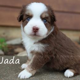 Jada - Red tri female Toy Australian Shepherd puppy in Godley, Texas from Flying H Toy and Mini Aussies