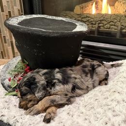 Gandalf - Merle male Bernedoodle puppy in Monument, Colorado from Colorado Dreamin Doodles
