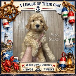 Sailor - Apricot female Goldendoodle puppy in North Conway, New Hampshire from Arbor Grace Doodles