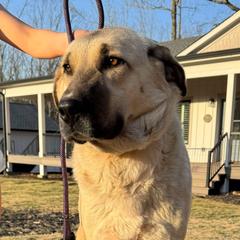 Indi - Anatolian Shepherd Dog