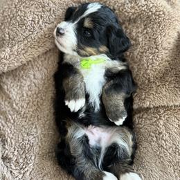 Stan  (lime) - Tri-color male Bernedoodle puppy in Midland, Texas from Southern Oak Breeders LLC