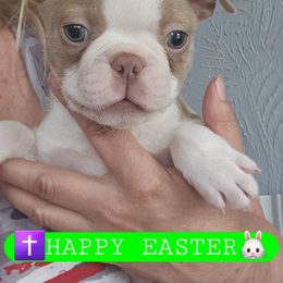 Green collar boy - Seal and white Boston Terrier puppy in Versailles, Indiana from Benhams Bostons