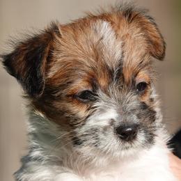 Freedom - White and tan male Russell Terrier puppy in Royal Oaks, California from Rose In Vale Russell Terriers