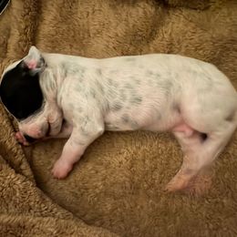 Roo - White and black male Dalmatian puppy in Fort Cavasos, Texas from Mainstreet Dalmation