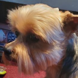 Ruby - Yorkshire Terrier