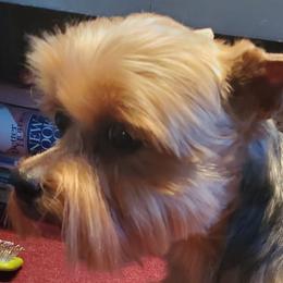 Ruby - Yorkshire Terrier
