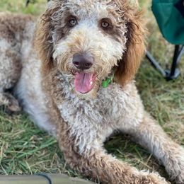Josephine - Labradoodle
