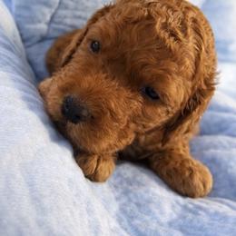 Nectar - Red female Bernedoodle puppy in Mint Hill, North Carolina from Ball-Y-Hoo Bernedoodles