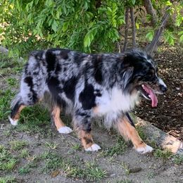Reba - Australian Shepherd