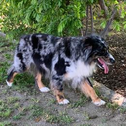 Reba - Australian Shepherd