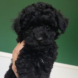 Cash - Toy Poodle Raised in Home - Black male Poodle puppy in Falcon, Missouri from Cedar House Heritage Poodles | AKC Toy & Miniature Poodle Puppies Raised in Home