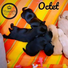 German Shepherd and Scottish Terrier Puppies from Viceroy's Kennel LLC