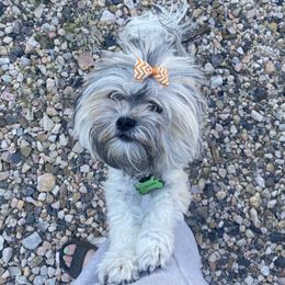 Chanel - Havanese