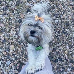 Chanel - Havanese