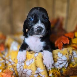Rhaenyra - Black and white female Basset Hound puppy in Valley, Washington from Enchanted Valley Paws