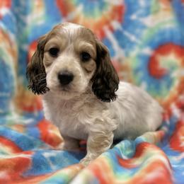 Dachshund Puppies from ATR Dachshunds