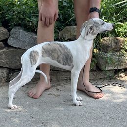 Blueberry - Blue brindle female Whippet puppy in Clinton, Tennessee from Ivanhoe Borzoi
