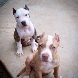 American Pit Bull Terriers and American Staffordshire Terriers from Sunrise Kennels