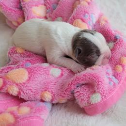 Pearl - Seal and white female Boston Terrier puppy in Katy, Texas from Mei's Boston Terriers